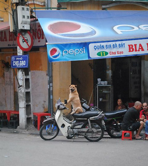Những hình ảnh hài hước về những chú chó Những hình ảnh hài hước về những chú chó