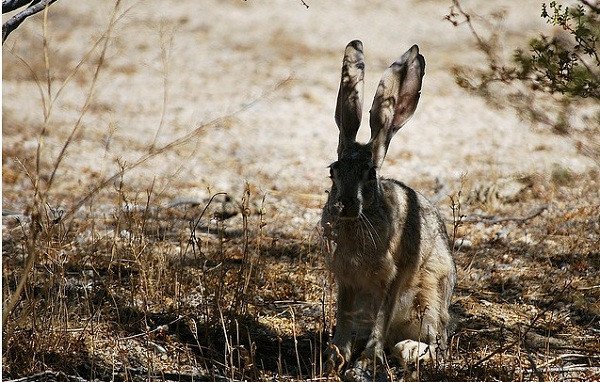 6. Thỏ rừng Thỏ rừng ở đây có đặc trưng là đuôi đen với đôi tai quá khổ, nhưng đó lại là đặc điểm giúp nó “đánh bại” cái nắng nóng ở Thung lũng Chết. Đôi tai dài 18cm của chúng chứa số lượng lớn các mạch máu tản nhiệt, giúp điều hoà nhiệt độ cơ thể. Hơn nữa, giống như nhiều sinh vật sa mạc, thỏ rừng thường chờ đợi cho đến những tháng mùa hè nóng để tiêu thụ cỏ và xương rồng chứa đầy nước, mỗi ngày, chúng nạp vào lượng thức ăn gấp vài lần trọng lượng cơ thể của chúng để tích trữ nước. 6. Thỏ rừng Thỏ rừng ở đây có đặc trưng là đuôi đen với đôi tai quá khổ, nhưng đó lại là đặc điểm giúp nó “đánh bại” cái nắng nóng ở Thung lũng Chết. Đôi tai dài 18cm của chúng chứa số lượng lớn các mạch máu tản nhiệt, giúp điều hoà nhiệt độ cơ thể. Hơn nữa, giống như nhiều sinh vật sa mạc, thỏ rừng thường chờ đợi cho đến những tháng mùa hè nóng để tiêu thụ cỏ và xương rồng chứa đầy nước, mỗi ngày, chúng nạp vào lượng thức ăn gấp vài lần trọng lượng cơ thể của chúng để tích trữ nước.