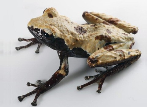 Loài ếch sần trá hình có tên khoa học là Theloderma palliatum, được đặt tên theo khả năng biến đổi màu sắc theo môi trường sống. Loài này thân thon dài, chiều dài của đầu bằng khoảng 90% bề ngang đầu, chi trước mảnh và dài, các đầu ngón đều có giác bám hình tròn phát triển tốt, so với bề ngang ngón chân thì giác bám khá rộng, da lưng nhăn ít, với các nốt sần nhuyễn và rải rác, dạng hạt, thô ráp. Loài ếch sần trá hình có tên khoa học là Theloderma palliatum, được đặt tên theo khả năng biến đổi màu sắc theo môi trường sống. Loài này thân thon dài, chiều dài của đầu bằng khoảng 90% bề ngang đầu, chi trước mảnh và dài, các đầu ngón đều có giác bám hình tròn phát triển tốt, so với bề ngang ngón chân thì giác bám khá rộng, da lưng nhăn ít, với các nốt sần nhuyễn và rải rác, dạng hạt, thô ráp.