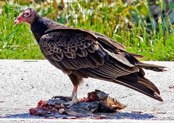 3. Kền kền gà tây Kền kền gà tây có hình dạng xấu xí với cái đầu trọc to đùng, đỏ ửng. Đây là đặc điểm nổi bật vì nó thường rúc đầu vào các xác chết để ăn thịt. Để giữ thân nhiệt mát mẻ, chúng thường “tiểu tiện” trên chính chân mình, giảm bớt cái nóng.Cách này với chúng nhằm hai mục đích: nước tiểu bốc hơi làm mát máu lưu thông từ dưới chân và có chức năng như một chất tẩy trùng, giết chết vi trùng từ “bữa ăn” xác chết động vật. 3. Kền kền gà tây Kền kền gà tây có hình dạng xấu xí với cái đầu trọc to đùng, đỏ ửng. Đây là đặc điểm nổi bật vì nó thường rúc đầu vào các xác chết để ăn thịt. Để giữ thân nhiệt mát mẻ, chúng thường “tiểu tiện” trên chính chân mình, giảm bớt cái nóng.Cách này với chúng nhằm hai mục đích: nước tiểu bốc hơi làm mát máu lưu thông từ dưới chân và có chức năng như một chất tẩy trùng, giết chết vi trùng từ “bữa ăn” xác chết động vật.