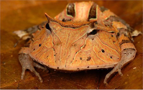 Ếch Pac-Man hay còn gọi là ếch sừng Amazon là loài sinh vật cực kỳ phàm ăn với cái miệng rộng quá khổ. Nó có thể nuốt chửng những con mồi to hơn cả cơ thể của mình như các loài chim, chuột và các loài ếch khác. Ếch Pac-Man hay còn gọi là ếch sừng Amazon là loài sinh vật cực kỳ phàm ăn với cái miệng rộng quá khổ. Nó có thể nuốt chửng những con mồi to hơn cả cơ thể của mình như các loài chim, chuột và các loài ếch khác.