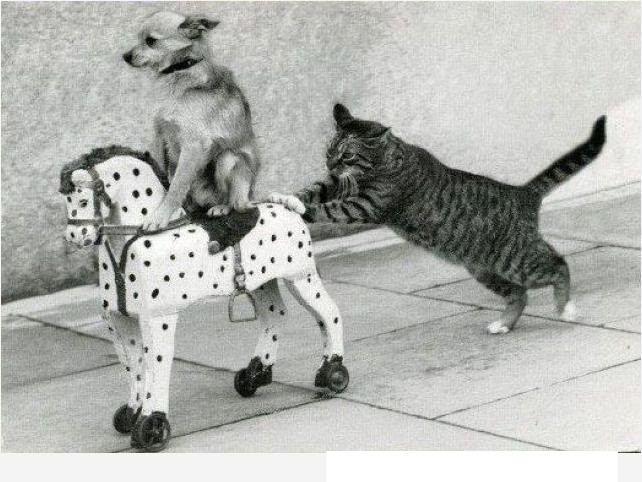 Đẩy nhanh lên con mèo ú kia