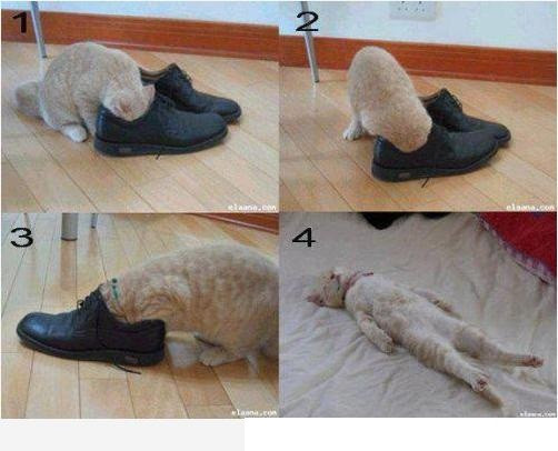 Gặp phải đối thủ nặng kí