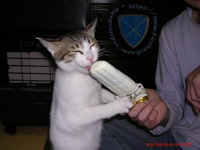 Kính thưa Ban giám khảo, sở trường của em là ăn kem nhắm mắt