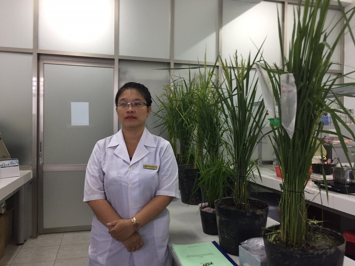 Tiến sĩ Phạm Thị Thu Hà bên cây lúa (ảnh nhân vật cung cấp)