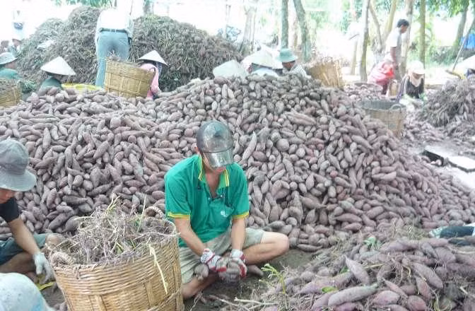 Vấn đề về khoai lang Vĩnh Long cũng đã được đưa ra Nghị trường (Ảnh: nhandan.com.vn) Vấn đề về khoai lang Vĩnh Long cũng đã được đưa ra Nghị trường (Ảnh: nhandan.com.vn)