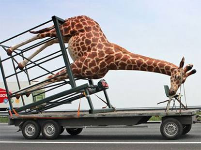 Để yên tớ đứng được rồi Sao lại bắt tớ chổng mông thế này Để yên tớ đứng được rồi Sao lại bắt tớ chổng mông thế này