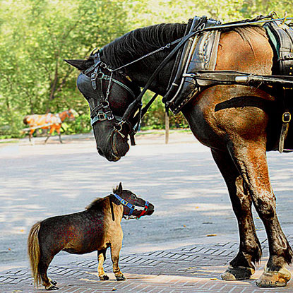 Con yêu bé bỏng của ta Mau khôn để giúp cha già kéo xe Con yêu bé bỏng của ta Mau khôn để giúp cha già kéo xe