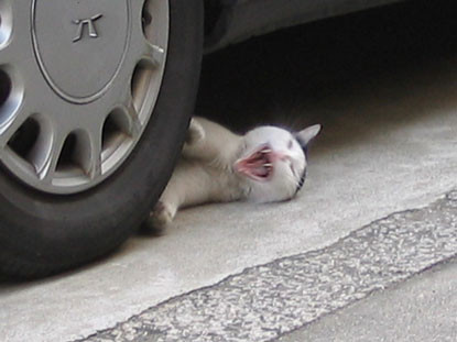 Há mồm hét toáng vang trời Vận công anh quyết di dời cái xe Há mồm hét toáng vang trời Vận công anh quyết di dời cái xe