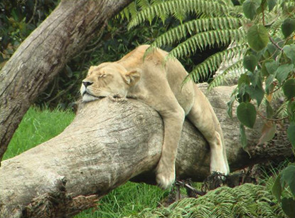 Cuộc đời thật lắm oái ăm Bắt mồi cho gái biết đòi sao đây Cuộc đời thật lắm oái ăm Bắt mồi cho gái biết đòi sao đây