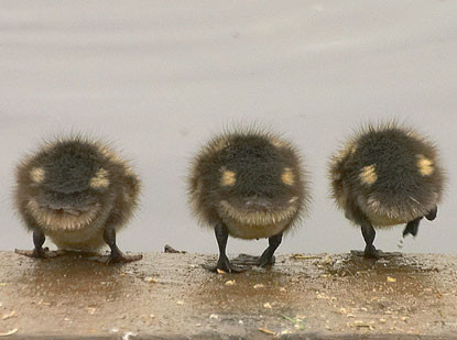 Chúng ta suy nghĩ thử xem Có nên cứu gã say mèm này không Chúng ta suy nghĩ thử xem Có nên cứu gã say mèm này không