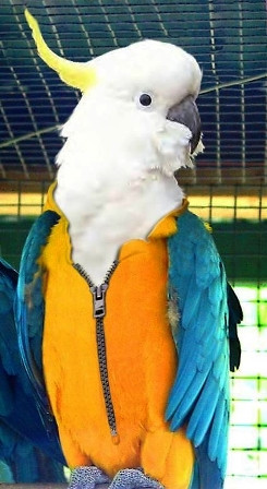 Lúa tốt vì chịu bón chăm Mình đẹp vì chịu sắm lăm bộ này Lúa tốt vì chịu bón chăm Mình đẹp vì chịu sắm lăm bộ này