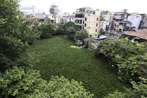 Tại hồ Bán Nguyệt (Tây Sơn, Đống Đa), bèo lấn chiếm toàn bộ mặt hồ. Do diện tích nhỏ nên hiện nay mặt hồ đã bị bèo tây phủ kín, mặt khác tình trạng vứt rác bừa bãi của các hàng quán và chợ cóc ven hồ đã khiến một góc hồ bị rác thải sinh hoạt lấp đầy. Tại hồ Bán Nguyệt (Tây Sơn, Đống Đa), bèo lấn chiếm toàn bộ mặt hồ. Do diện tích nhỏ nên hiện nay mặt hồ đã bị bèo tây phủ kín, mặt khác tình trạng vứt rác bừa bãi của các hàng quán và chợ cóc ven hồ đã khiến một góc hồ bị rác thải sinh hoạt lấp đầy.