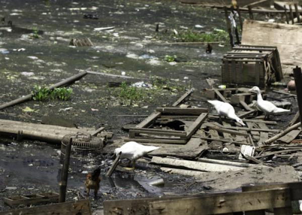 Không ít người dân phớt lờ lệnh cấm, biến mặt hồ thành nơi nuôi gà, vịt. Không ít người dân phớt lờ lệnh cấm, biến mặt hồ thành nơi nuôi gà, vịt.