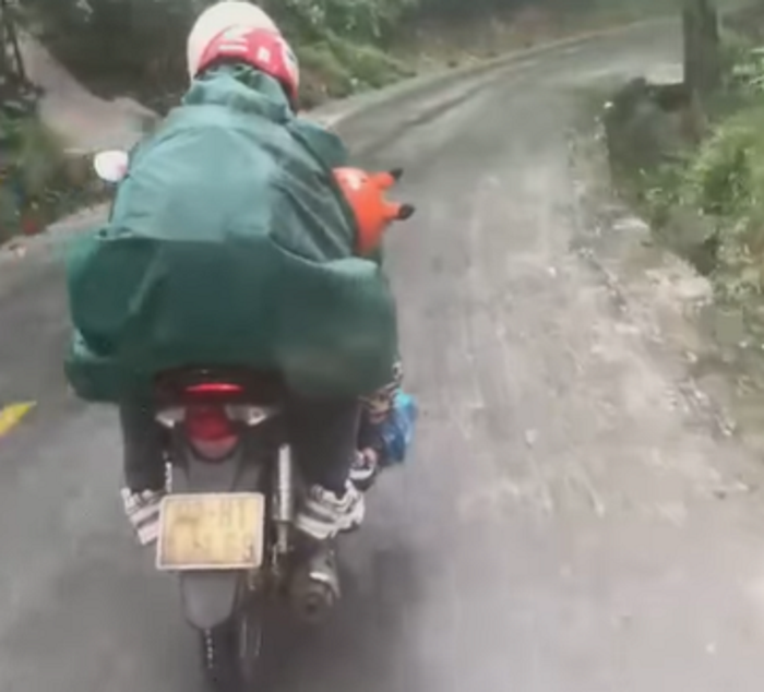 Hình ảnh cô giáo Hà chở theo hai con vượt hơn 120km trong điều kiện mưa rét trở lại điểm trường gây xúc động. Ảnh cắt từ clip. Hình ảnh cô giáo Hà chở theo hai con vượt hơn 120km trong điều kiện mưa rét trở lại điểm trường gây xúc động. Ảnh cắt từ clip.