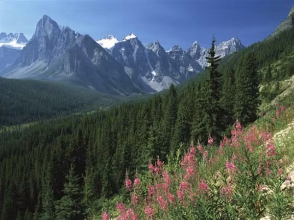 4. Canada Tổng giá trị tài nguyên: 33,2 nghìn tỷ USD Dự trữ dầu: 178,1 tỷ thùng (21 nghìn tỷ USD) Trữ lượng khí đốt tự nhiên: Không nằm trong Top 10 Trữ lượng gỗ rừng: 775 triệu mẫu Anh (17,5 nghìn tỷ USD) Ứớc tính Canada chiếm khoảng 17,8% tổng dự trữ dầu thô toàn cầu, cao thứ hai thế giới chỉ sau Ả-rập Xê-út. Nước này cũng có dự trữ uranium lớn thứ hai và gỗ lớn thứ ba toàn thế giới.