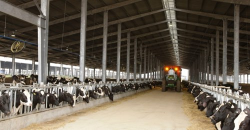 Trang trại chăn nuôi bò sữa tập trung, ứng dụng công nghệ cao (CNC) của Tập đoàn TH (sở hữu thương hiệu TH true MILK) tại Nghệ An Trang trại chăn nuôi bò sữa tập trung, ứng dụng công nghệ cao (CNC) của Tập đoàn TH (sở hữu thương hiệu TH true MILK) tại Nghệ An