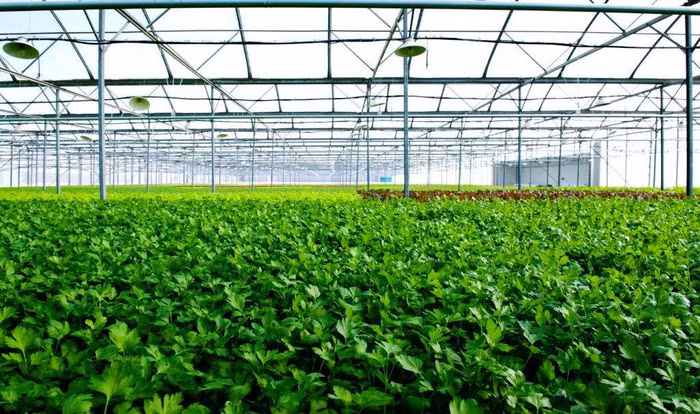 Nhà kính VinEco Tam Đảo sẽ sản xuất và cung ứng các loại rau mầm cũng như rau ăn lá - củ - quả theo tiêu chuẩn VIETGAP và GLOBALGAP với sản lượng 3.500 tấn/năm, được canh tác thân thiện với môi trường.