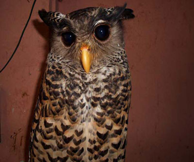 Hoảng vì chim cú “định cư” trên nóc tủ ảnh 4 Hoảng vì chim cú “định cư” trên nóc tủ ảnh 4