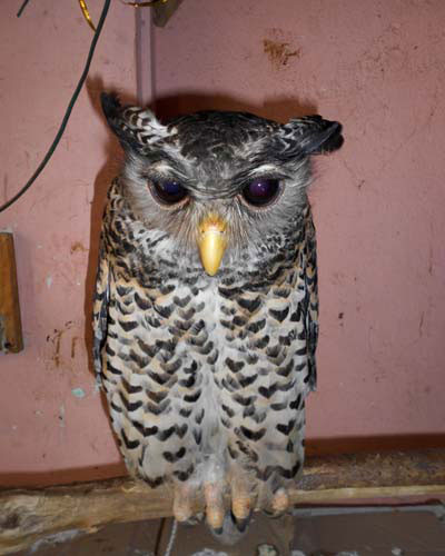 Con chim cú này bay vào nhà anh Thành rồi "định cư" luôn... Ảnh: Quang Hào Con chim cú này bay vào nhà anh Thành rồi "định cư" luôn... Ảnh: Quang Hào