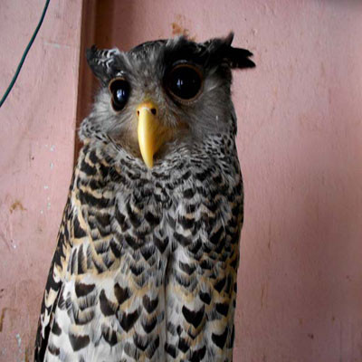 ... đuổi thế nào cũng không đi. Ảnh: Quang Hào ... Chim cú đã "chung sống" 1 tuần với gia đình anh Thành. Ảnh: Quang Hào ... đuổi thế nào cũng không đi. Ảnh: Quang Hào ... Chim cú đã "chung sống" 1 tuần với gia đình anh Thành. Ảnh: Quang Hào