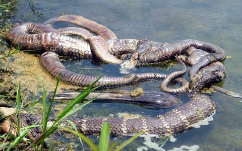 Rắn hổ chúa lớn chết trong tư thế quấn vào nhau được phát hiện chiều ngày 15/4. Ảnh: Hồng Thắng. Chuyen ran ho chua chet truoc den thieng