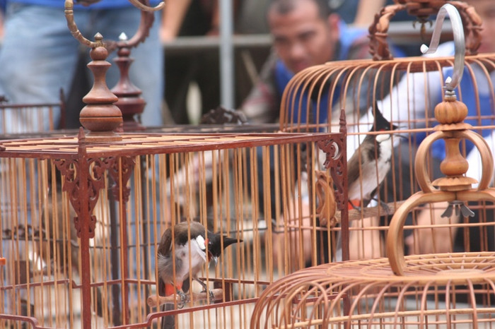 Hai chú chim chào mào đua giọng trong một cuộc thi Hai chú chim chào mào đua giọng trong một cuộc thi