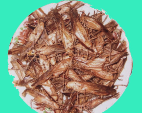 Sau ngày thu hoạch lúa nương, những con muồm muỗm được trẻ em miền núi bắt về chế biến thành món ăn khoái khẩu. Sau ngày thu hoạch lúa nương, những con muồm muỗm được trẻ em miền núi bắt về chế biến thành món ăn khoái khẩu.