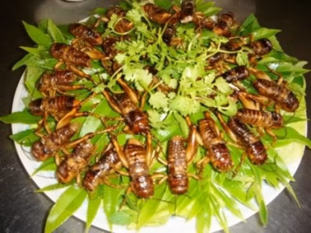 Món Dế miền Tây Bắc, được chiên giòn với mỡ. Món này ăn kèm với lá đinh lăng. Món Dế miền Tây Bắc, được chiên giòn với mỡ. Món này ăn kèm với lá đinh lăng.