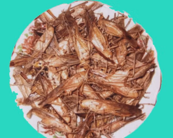 Sau ngày thu hoạch lúa nương, những con muồm muỗm được trẻ em miền núi bắt về chế biến thành món ăn khoái khẩu. Sau ngày thu hoạch lúa nương, những con muồm muỗm được trẻ em miền núi bắt về chế biến thành món ăn khoái khẩu.