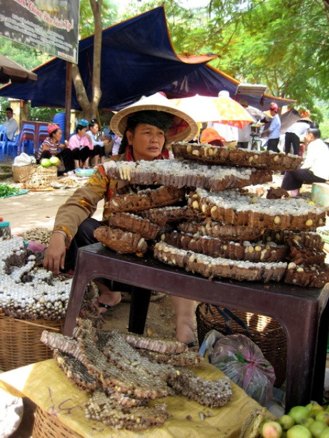 Những tầng ong rừng được lấy về chế biến thành những món ăn bổ dưỡng. Những tầng ong rừng được lấy về chế biến thành những món ăn bổ dưỡng.
