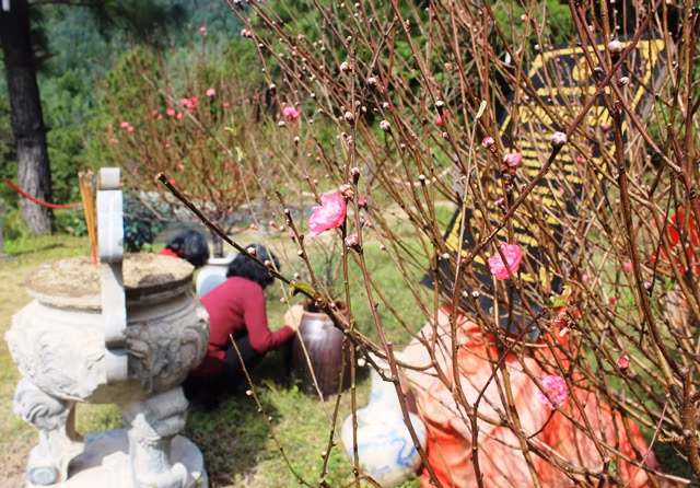 Hoa đào khoe sắc bên mộ Đại tướng (Ảnh: Thủy Phan)