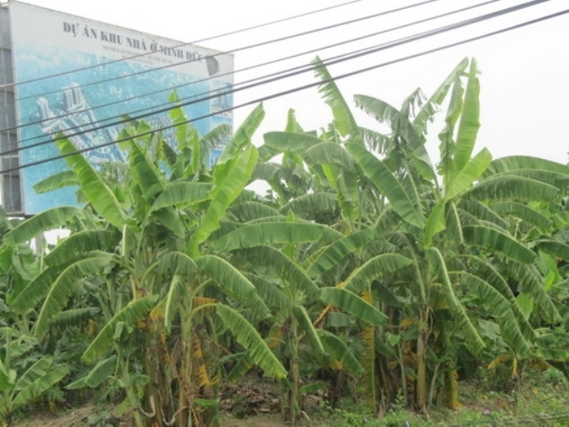 Tuy nhiên hiện nay dự án này trở thành điểm lý tưởng cho việc trồng chuối của người dân địa phương, nguyên nhân là chủ đầu tư không thi công đất bỏ hoang hóa người dân tận dụng canh tác.