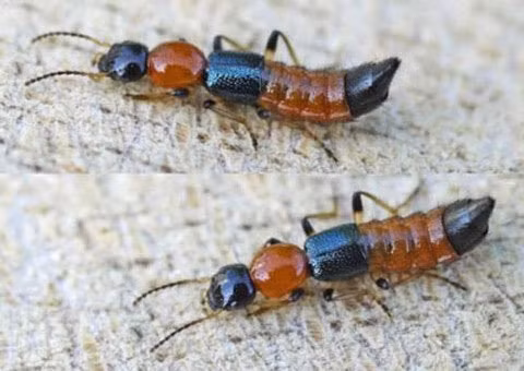 Hình ảnh nhận biết kiến ba khoang - ảnh Khoahoc.TV