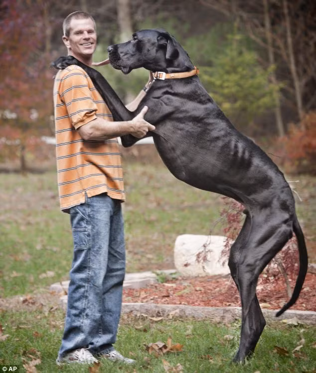 Zeus cao hơn 2m (7 feet) khi đứng thẳng bằng hai chân sau