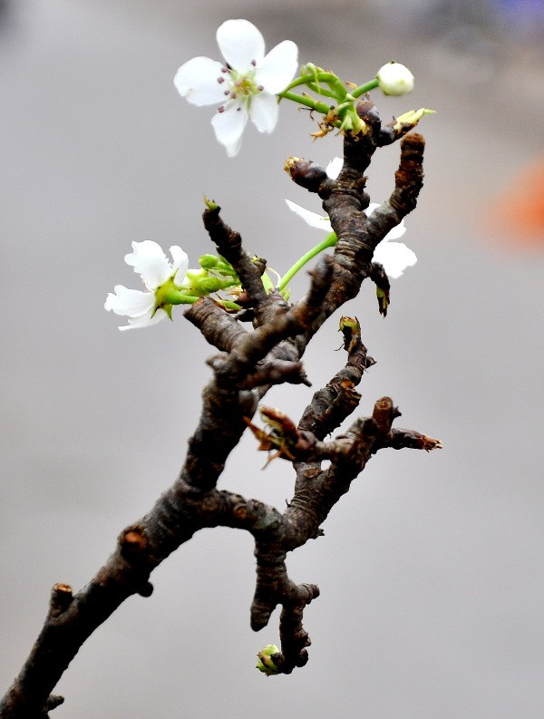 Những cành cây xù xì và gân guốc cũng làm cho cành lê nở hoa trắng muốt đẹp trong mắt người thưởng thức. Những cành cây xù xì và gân guốc cũng làm cho cành lê nở hoa trắng muốt đẹp trong mắt người thưởng thức.