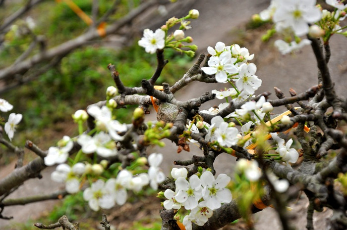 Trung bình mỗi cành được rao bán với giá từ 600.000 đến 700.000 nghìn đồng. Những cành nhỏ và ít hoa có giá khoảng 150.000 đồng. Riêng cành đẹp và nhiều hoa phải có giá hơn một triệu đồng. Trung bình mỗi cành được rao bán với giá từ 600.000 đến 700.000 nghìn đồng. Những cành nhỏ và ít hoa có giá khoảng 150.000 đồng. Riêng cành đẹp và nhiều hoa phải có giá hơn một triệu đồng.