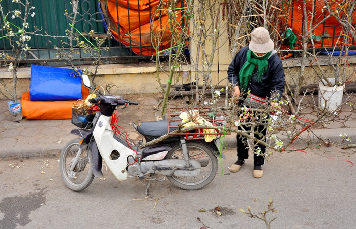 Chị Liên – người bán hoa lê ở chợ Quảng Bá cho biết, bên cạnh bán hoa đào hàng năm, 2 năm trở lại đây chị đã tìm mua hoa lê từ các tỉnh vùng núi phía Bắc như: Lào Cai, Sơn La, Mộc Châu… về bán. Chị Liên – người bán hoa lê ở chợ Quảng Bá cho biết, bên cạnh bán hoa đào hàng năm, 2 năm trở lại đây chị đã tìm mua hoa lê từ các tỉnh vùng núi phía Bắc như: Lào Cai, Sơn La, Mộc Châu… về bán.