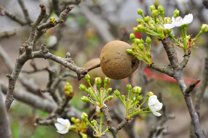 Những quả lê nhỏ cũng xuất hiện càng làm cành hoa thêm sinh động. Những quả lê nhỏ cũng xuất hiện càng làm cành hoa thêm sinh động.