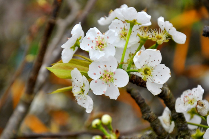 Cũng theo chị Liên, do điều kiện thời tiết, năm nay ở Mộc Châu và Sa Pa hoa lê rất ít và không đẹp. Chính vì vậy, chủ yếu những cành lê chị bán ở chợ Quảng Bá là mua ở Lạng Sơn. Cũng theo chị Liên, do điều kiện thời tiết, năm nay ở Mộc Châu và Sa Pa hoa lê rất ít và không đẹp. Chính vì vậy, chủ yếu những cành lê chị bán ở chợ Quảng Bá là mua ở Lạng Sơn.