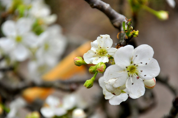 Hoa lê nở thành từng chùm, mỗi hoa có 5 cánh bằng nhau mang đến một không gian nhẹ nhàng và tươi tắn. Hoa lê nở thành từng chùm, mỗi hoa có 5 cánh bằng nhau mang đến một không gian nhẹ nhàng và tươi tắn.