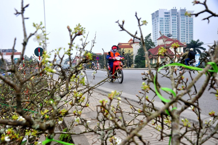 Người đi đường không khỏi ngỡ ngàng và thích thú khi được tận mắt chiêm ngưỡng vẻ đẹp của những cành hoa lê nở trắng muốt đến từ núi rừng Tây Bắc. Người đi đường không khỏi ngỡ ngàng và thích thú khi được tận mắt chiêm ngưỡng vẻ đẹp của những cành hoa lê nở trắng muốt đến từ núi rừng Tây Bắc.