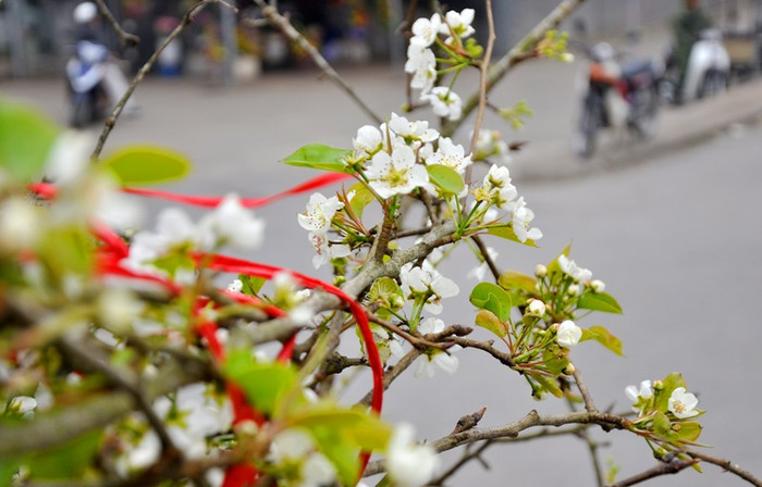 Đây là năm thứ 2 chị Liên bán cành hoa lê, mỗi ngày chị bán được khoảng 30 - 40 cành. Đây là năm thứ 2 chị Liên bán cành hoa lê, mỗi ngày chị bán được khoảng 30 - 40 cành.