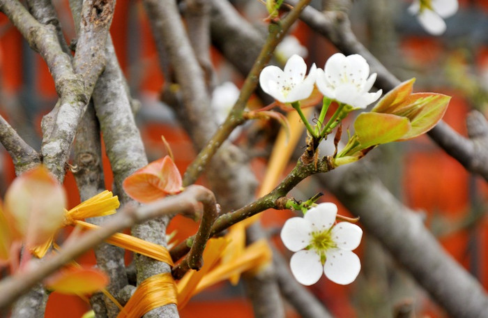 Trong thời tiết giá lạnh, những cành hoa lê bung nở trắng muốt. Hoa lê chơi được lâu nên được người chơi rất chuộng. Trong thời tiết giá lạnh, những cành hoa lê bung nở trắng muốt. Hoa lê chơi được lâu nên được người chơi rất chuộng.