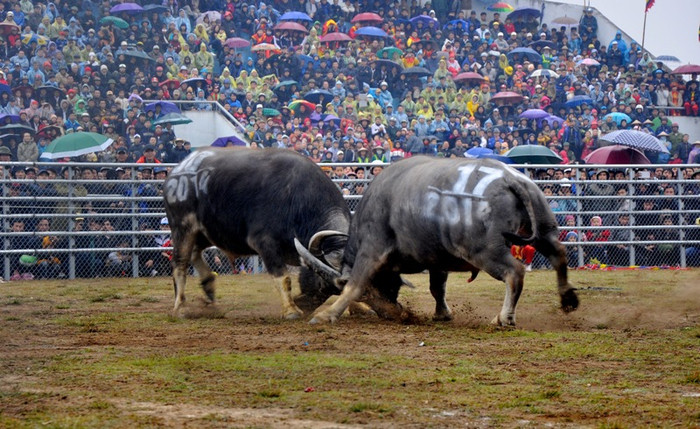 16 “ông trâu” giành chiến thắng trong ngày hôm nay sẽ giành quyền vào vòng chung kết. Trong ngày 23/2, 16 “ông trâu” dự vòng chung kết sẽ bốc thăm chia cặp đấu loại trực tiếp từ vòng 1/8, vòng tứ kết, bán kết đến trận chung kết.