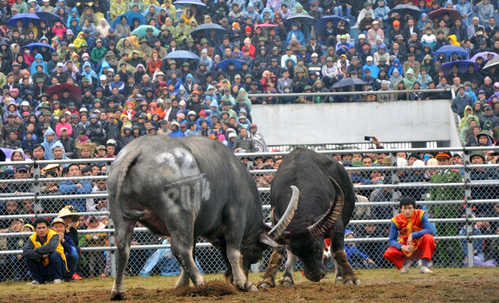 Trong sáng ngày đầu của Hội chọi trâu Báo NTNN- huyện Phúc Thọ 2014 có 32 trâu chọi đọ tài với 16 trận cầu kịch tính.