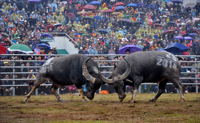 Theo BTC cho biết, 32 trâu chọi trong ngày Hội chọi trâu 2014 có trị giá trên 4 tỷ đồng từ nhiều vùng truyền thống như Hải Phòng, Vĩnh Phúc, Nghệ An…