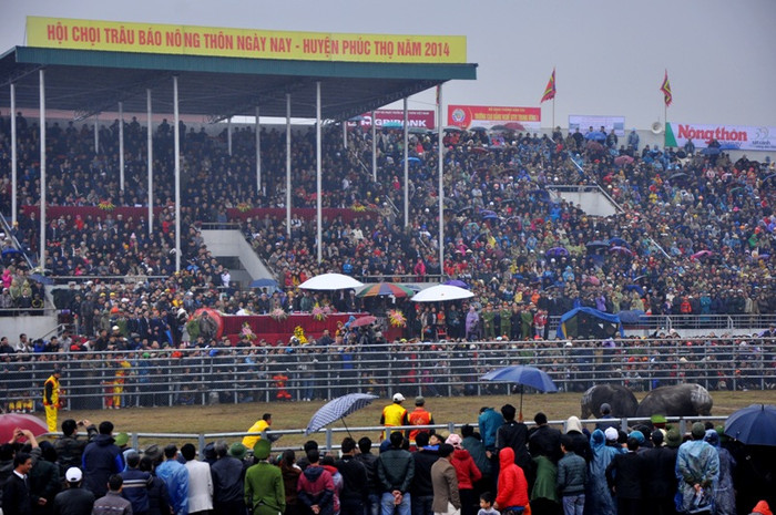 Từ đầu giờ sáng, người dân đã tới sân vận động Trung tâm TTDTT thị trấn Phúc Thọ để xem các “ông trâu” phô diễn sức mạnh.
