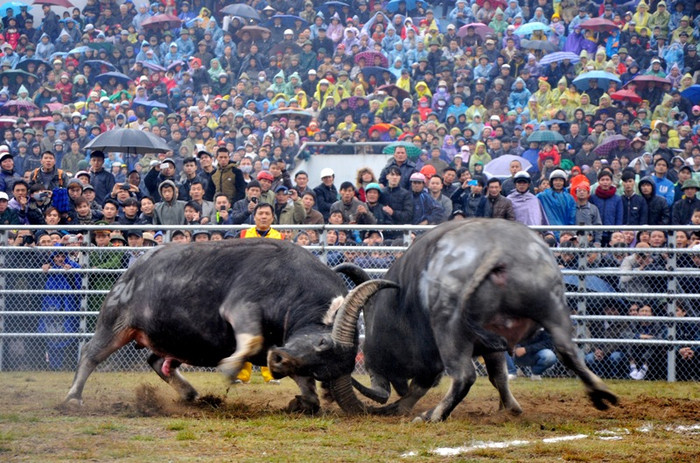Những miếng đánh gay cấn và hiểm hóc của các “ông trâu” trước đối thủ của mình.