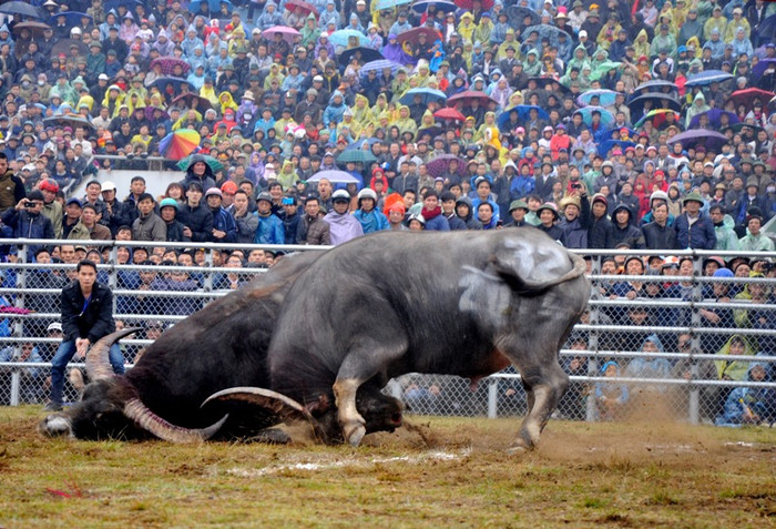 Trong đấu trường này, kẻ mạnh sẽ là kẻ chiến thắng…